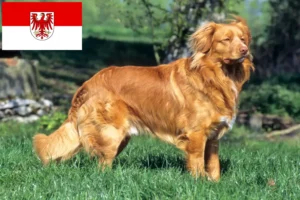 Read more about the article Nova Scotia Duck Tolling Retriever Züchter und Welpen in Brandenburg