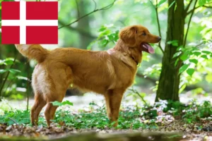 Read more about the article Nova Scotia Duck Tolling Retriever Züchter und Welpen in Dänemark