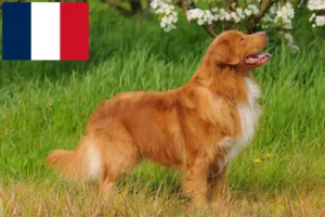 Read more about the article Nova Scotia Duck Tolling Retriever Züchter und Welpen in Frankreich