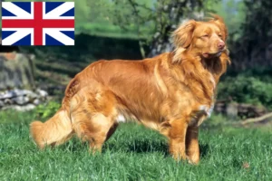 Read more about the article Nova Scotia Duck Tolling Retriever Züchter und Welpen in Großbritannien