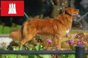 Read more about the article Nova Scotia Duck Tolling Retriever Züchter und Welpen in Hamburg