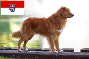 Read more about the article Nova Scotia Duck Tolling Retriever Züchter und Welpen in Hessen