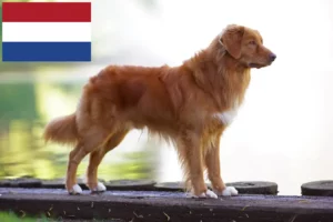 Read more about the article Nova Scotia Duck Tolling Retriever Züchter und Welpen in den Niederlanden