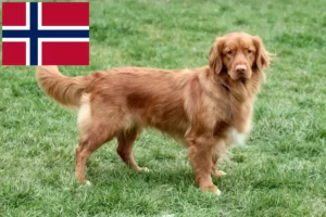 Read more about the article Nova Scotia Duck Tolling Retriever Züchter und Welpen in Norwegen