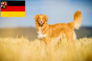 Read more about the article Nova Scotia Duck Tolling Retriever Züchter und Welpen in Rheinland-Pfalz