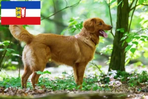 Read more about the article Nova Scotia Duck Tolling Retriever Züchter und Welpen in Schleswig-Holstein