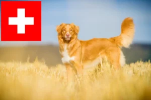 Read more about the article Nova Scotia Duck Tolling Retriever Züchter und Welpen in der Schweiz