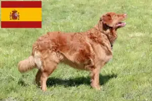 Read more about the article Nova Scotia Duck Tolling Retriever Züchter und Welpen in Spanien