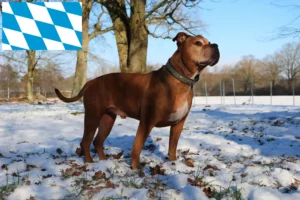 Read more about the article Olde English Bulldogge Züchter und Welpen in Bayern