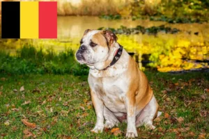 Read more about the article Olde English Bulldogge Züchter und Welpen in Belgien