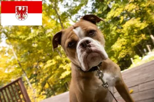 Read more about the article Olde English Bulldogge Züchter und Welpen in Brandenburg