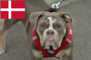 Read more about the article Olde English Bulldogge Züchter und Welpen in Dänemark