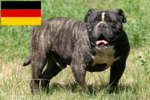 Read more about the article Olde English Bulldogge Züchter und Welpen in Deutschland