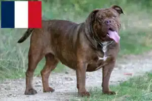 Read more about the article Olde English Bulldogge Züchter und Welpen in Frankreich