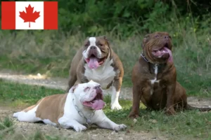 Read more about the article Olde English Bulldogge Züchter und Welpen in Kanada