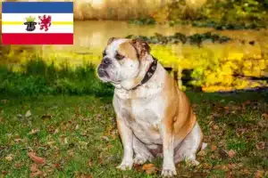 Read more about the article Olde English Bulldogge Züchter und Welpen in Mecklenburg-Vorpommern