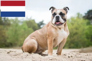 Read more about the article Olde English Bulldogge Züchter und Welpen in den Niederlanden