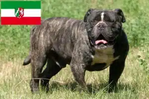 Read more about the article Olde English Bulldogge Züchter und Welpen in Nordrhein-Westfalen