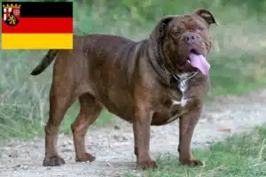 Read more about the article Olde English Bulldogge Züchter und Welpen in Rheinland-Pfalz