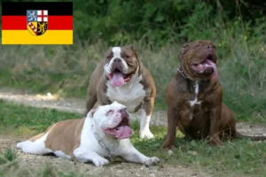 Read more about the article Olde English Bulldogge Züchter und Welpen im Saarland