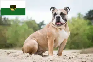 Read more about the article Olde English Bulldogge Züchter und Welpen in Sachsen