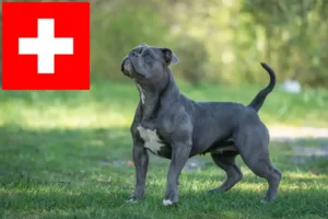 Read more about the article Olde English Bulldogge Züchter und Welpen in der Schweiz