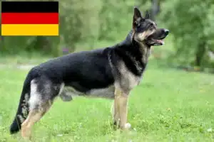 Read more about the article Osteuropäischer Schäferhund Züchter und Welpen in Deutschland