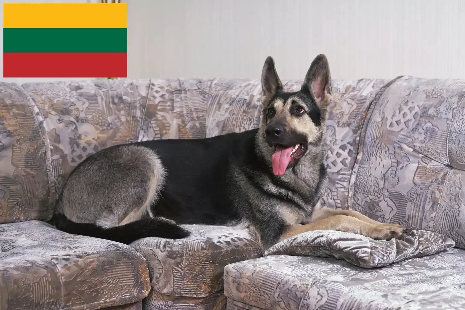 Osteuropäischer Schäferhund Welpen und Züchter Litauen Hier findest Du Osteuropäischer Schäferhund Züchter in Litauen.