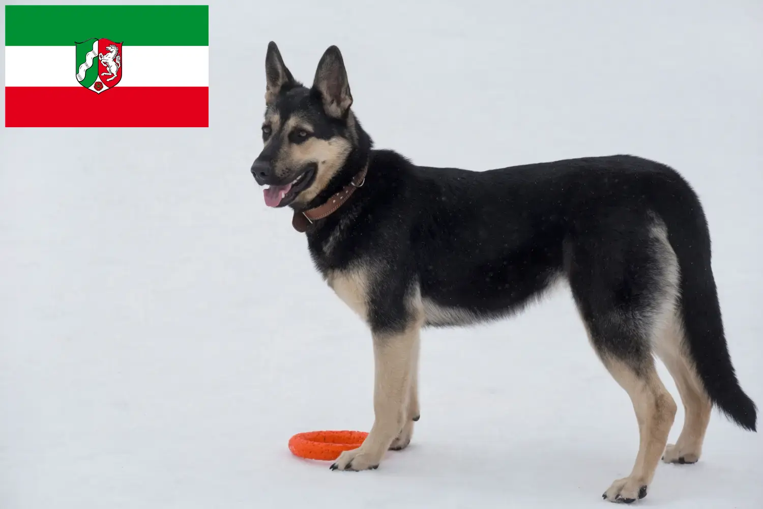 Osteuropäischer Schäferhund Welpen und Züchter Nordrhein-Westfalen Hier findest Du Osteuropäische Schäferhunde Züchter in Nordrhein-Westfalen.