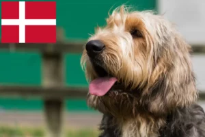 Read more about the article Otterhund Züchter und Welpen in Dänemark