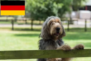 Read more about the article Otterhund Züchter und Welpen in Deutschland