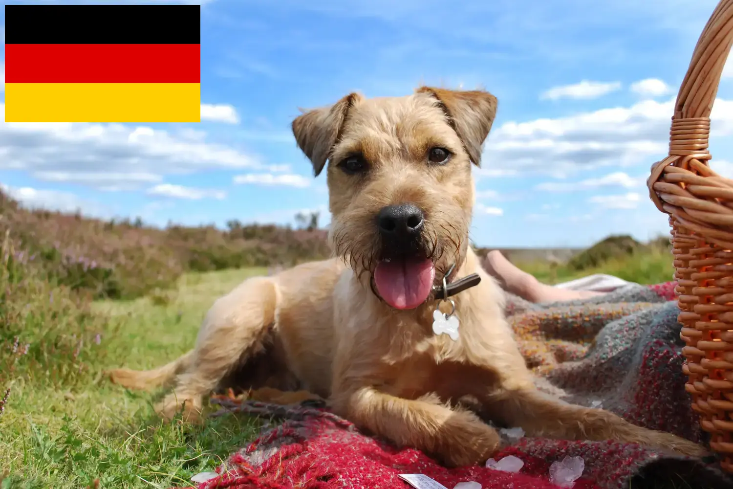 Patterdale Terrier Welpen und Züchter Deutschland Hier findest Du Patterdale Terrier Züchter in Deutschland.