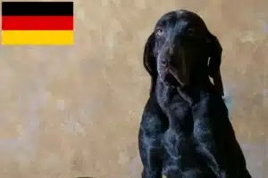 Mehr über den Artikel erfahren Perdiguero de Burgos Züchter und Welpen in Deutschland