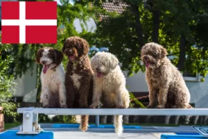 Read more about the article Perro de Agua Español Züchter und Welpen in Dänemark