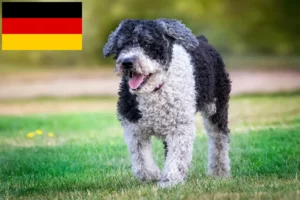 Read more about the article Perro de Agua Español Züchter und Welpen in Deutschland