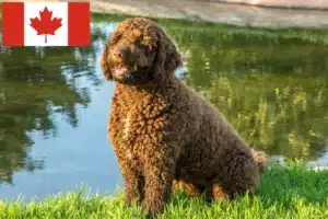 Read more about the article Perro de Agua Español Züchter und Welpen in Kanada