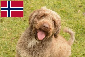 Read more about the article Perro de Agua Español Züchter und Welpen in Norwegen