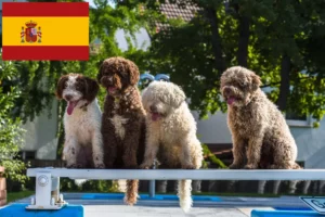 Read more about the article Perro de Agua Español Züchter und Welpen in Spanien