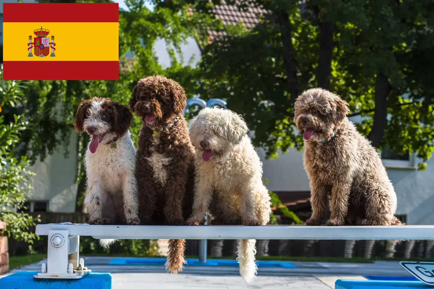 Perro de Agua Español Welpen und Züchter Spanien Hier findest Du Perro de Agua Españols Züchter in Spanien.