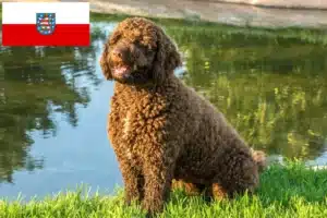 Read more about the article Perro de Agua Español Züchter und Welpen in Thüringen