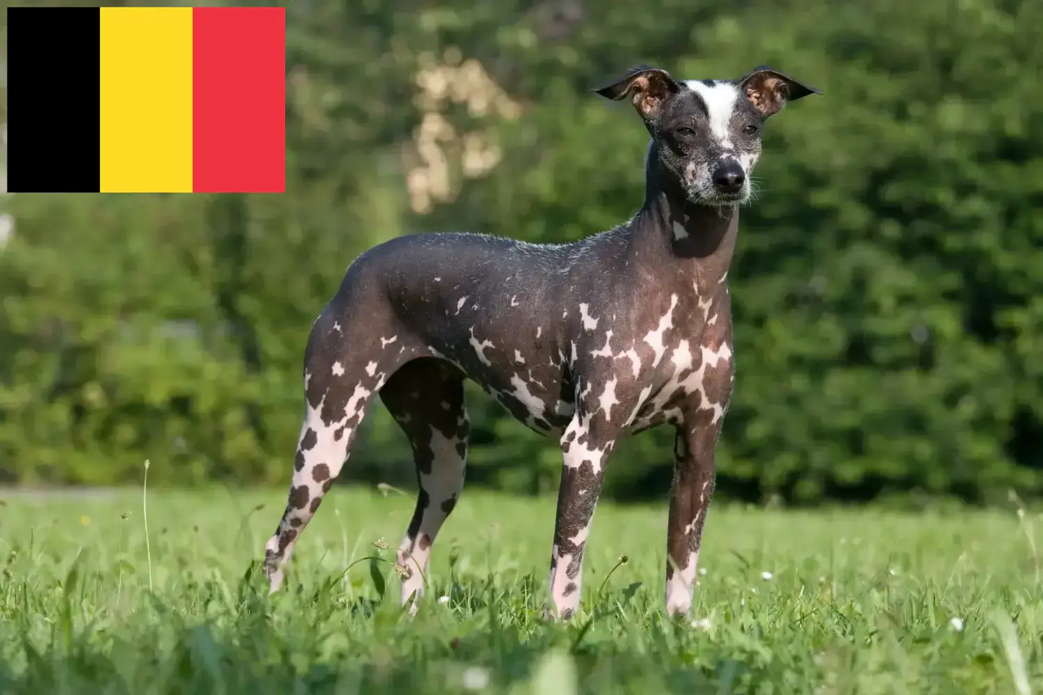 Peruanischer Nackthund Welpen und Züchter Belgien Hier findest Du Peruanische Nackthunde Züchter in Belgien.