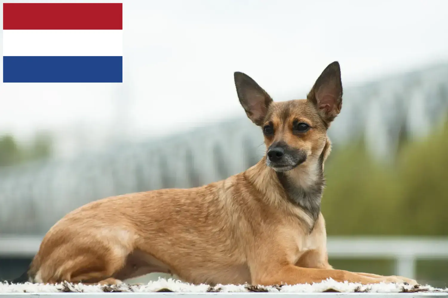 Peruanischer Nackthund Welpen und Züchter Niederlande Hier findest Du Peruanische Nackthunde Züchter in den Niederlanden.