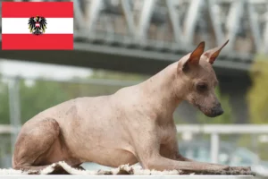Mehr über den Artikel erfahren Peruanischer Nackthund Züchter und Welpen in Österreich