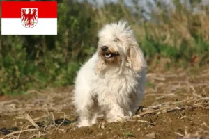 Read more about the article Petit Basset Griffon Vendéen Züchter und Welpen in Brandenburg