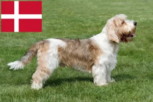 Read more about the article Petit Basset Griffon Vendéen Züchter und Welpen in Dänemark