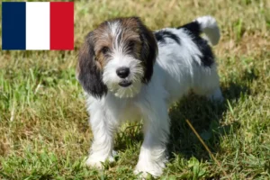 Read more about the article Petit Basset Griffon Vendéen Züchter und Welpen in Frankreich