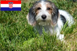 Read more about the article Petit Basset Griffon Vendéen Züchter und Welpen in Kroatien