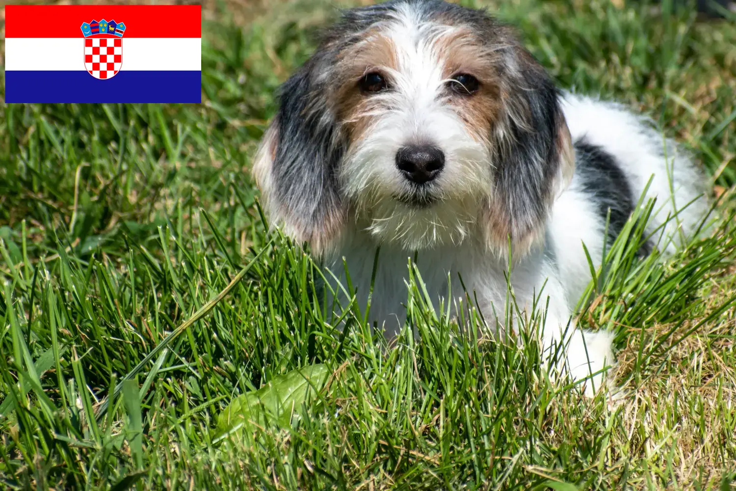 Petit Basset Griffon Vendéen Welpen und Züchter Kroatien Hier findest Du Petit Basset Griffon Vendéens Züchter in Kroatien.