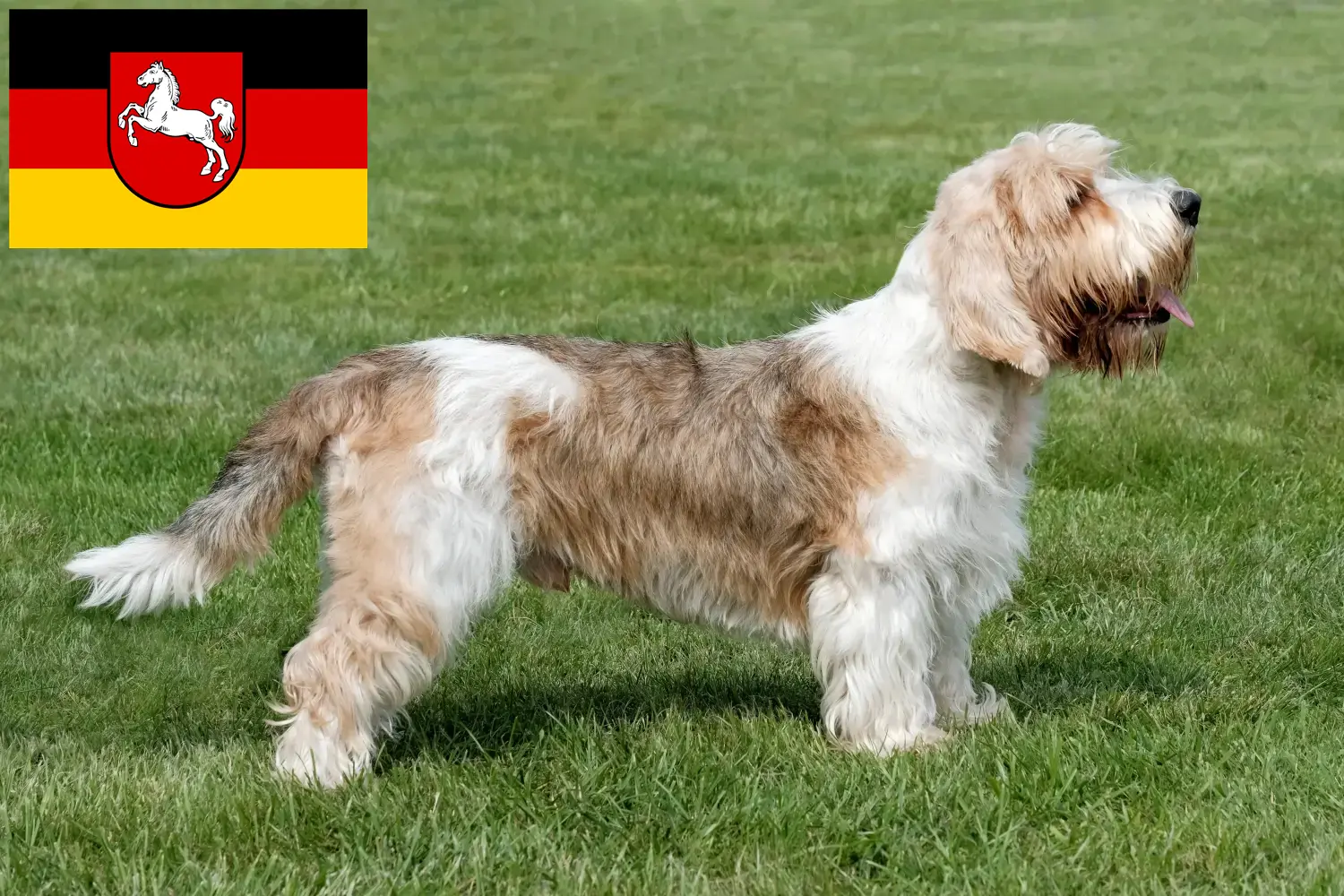 Petit Basset Griffon Vendéen Welpen und Züchter Niedersachsen Hier findest Du Petit Basset Griffon Vendéens Züchter in Niedersachsen.