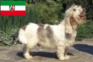 Read more about the article Petit Basset Griffon Vendéen Züchter und Welpen in Nordrhein-Westfalen